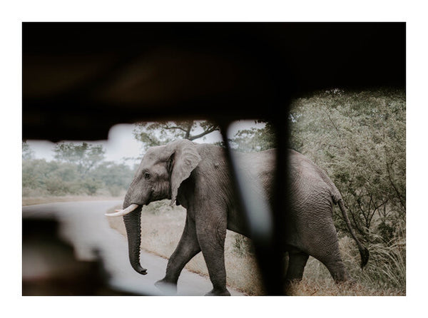 South Africa Elephant Print